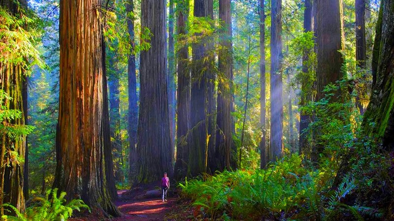 Scopri di più sull'articolo La Chiamata al Risveglio delle Sequoie Rosse